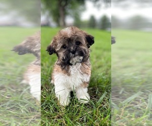 Havanese Puppy for sale in CANOGA, NY, USA