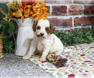 Cavapoo (Miniature) Puppy for sale in SYRACUSE, IN, USA