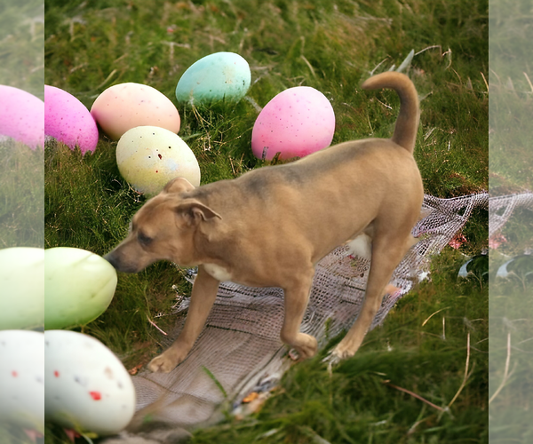 Medium Photo #4 American Staffordshire Terrier-Black Mouth Cur Mix Puppy For Sale in Orange Grove, TX, USA