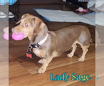 Small Photo #3 Dachshund Puppy For Sale in San Antonio, TX, USA