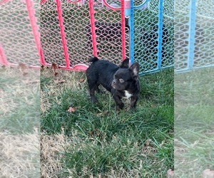 French Bulldog Puppy for sale in ANNISTON, AL, USA