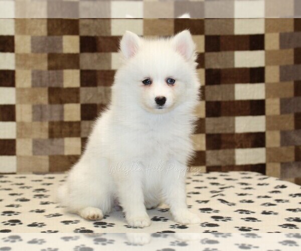 Medium Photo #3 Pomsky Puppy For Sale in DENVER, PA, USA