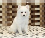 Small #2 Pomsky