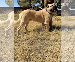 Mastiff-Unknown Mix Dogs for adoption in Goodyear, AZ, USA