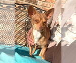 Small #5 Chihuahua
