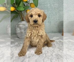 Goldendoodle (Miniature) Puppy for Sale in FRANKLIN, Indiana USA