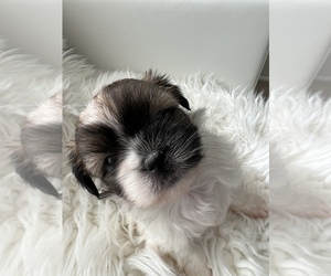Shih Tzu Puppy for Sale in WASHINGTON, District of Columbia USA