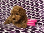 Small Photo #2 Goldendoodle (Miniature) Puppy For Sale in CEDAR LANE, PA, USA