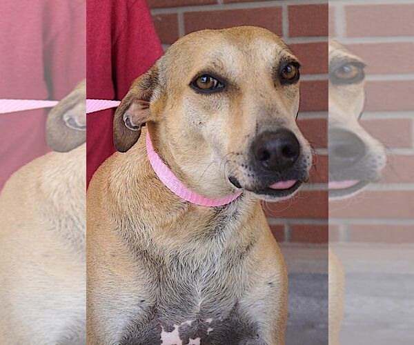 Medium Photo #3 Labrador Retriever-Unknown Mix Puppy For Sale in Carrollton, TX, USA