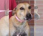 Small #2 Labrador Retriever Mix