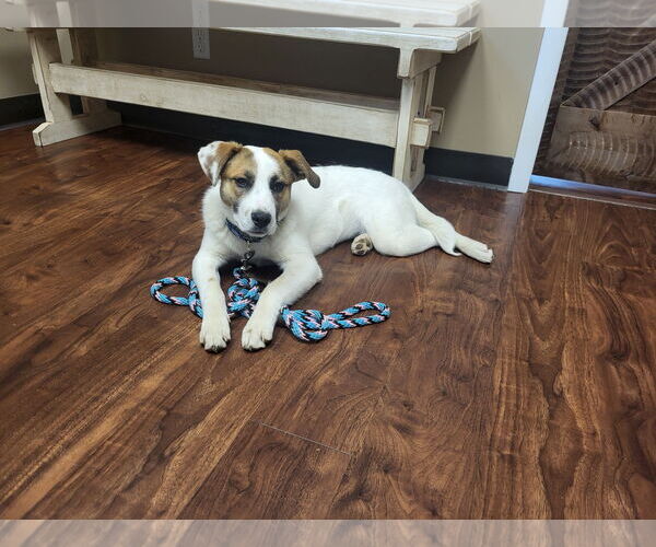 Medium Photo #3 Mutt Puppy For Sale in Hewitt, NJ, USA