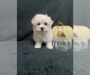 Maltipoo Puppy for sale in BEECH GROVE, IN, USA