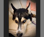 Small #2 Huskies  Mix