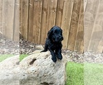 Small Photo #28 Goldendoodle (Miniature) Puppy For Sale in HALTOM CITY, TX, USA