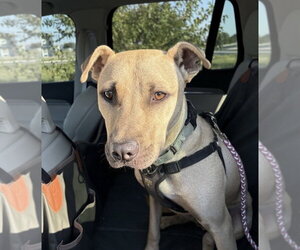 Mutt Dogs for adoption in Boston, MA, USA