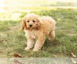 Small Photo #2 Cavapoo Puppy For Sale in BREMEN, IN, USA