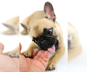 French Bulldog Puppy for sale in CAPE CORAL, FL, USA