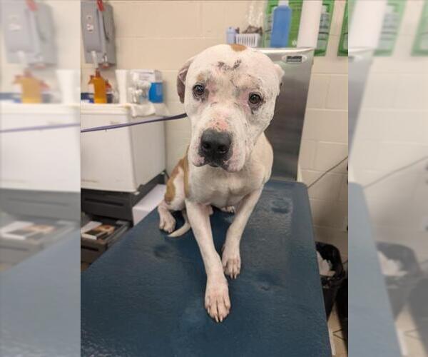 Medium Photo #1 Bulldog Puppy For Sale in Mobile, AL, USA