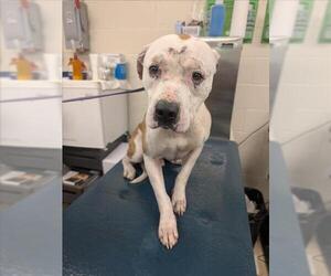 Bulldog Dogs for adoption in Mobile, AL, USA