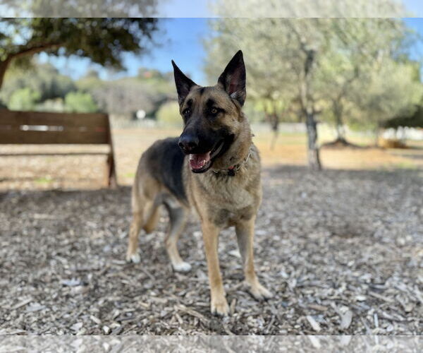 Medium Photo #3 German Shepherd Dog Puppy For Sale in San Diego, CA, USA