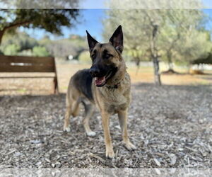 River - Male German Shepherd Dog Dog for Adoption - Photo #3