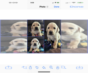 Medium Labrador Retriever