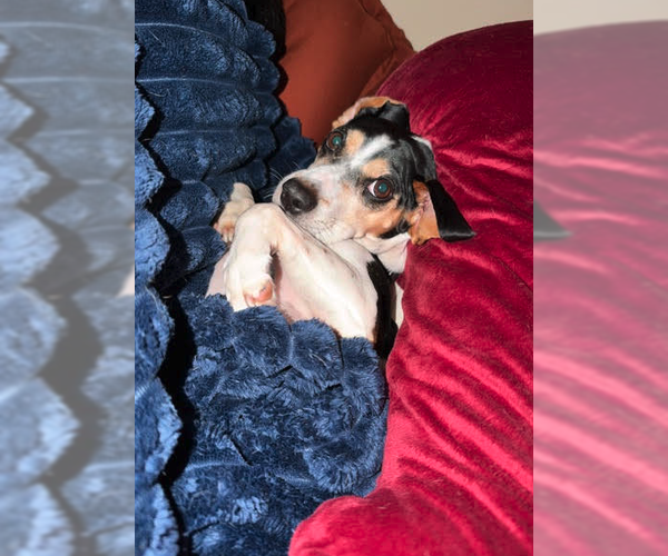 Medium Photo #4 Beagle-Unknown Mix Puppy For Sale in Plainfield, IL, USA