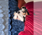 Small Photo #4 Beagle-Unknown Mix Puppy For Sale in Plainfield, IL, USA