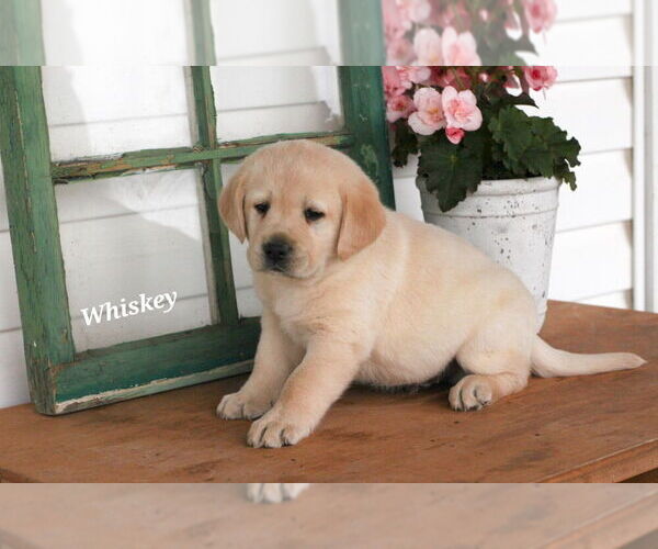 Medium Photo #1 Labrador Retriever Puppy For Sale in STANLEY, NY, USA