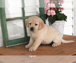 Puppy Whiskey Labrador Retriever