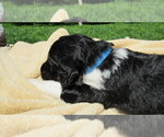 Small #8 Bernedoodle