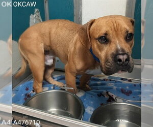 Boxer-Unknown Mix Dogs for adoption in Oklahoma City, OK, USA