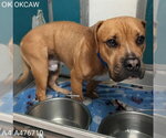 Small Boxer Mix