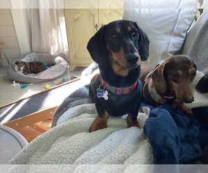 Dachshund Dogs for adoption in Fruitland, SC, USA
