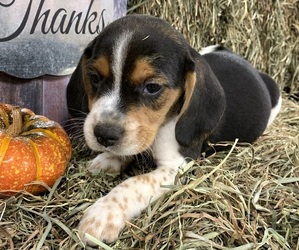 Beagle Puppy for sale in CHARLESTON, WV, USA