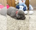 Image preview for Ad Listing. Nickname: AKC Silver Labs