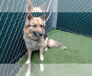 German Shepherd Dog Dogs for adoption in Downey, CA, USA