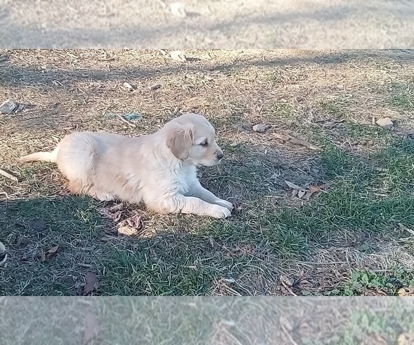 Medium Photo #9 Golden Retriever Puppy For Sale in SINGERS GLEN, VA, USA