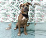 Small #4 Labrador Retriever Mix