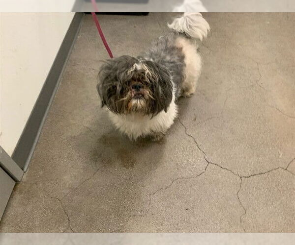 Medium Photo #1 Shih Tzu Puppy For Sale in Berkeley , CA, USA