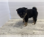 Small Photo #3 Shiba Inu Puppy For Sale in WEEPING WATER, NE, USA