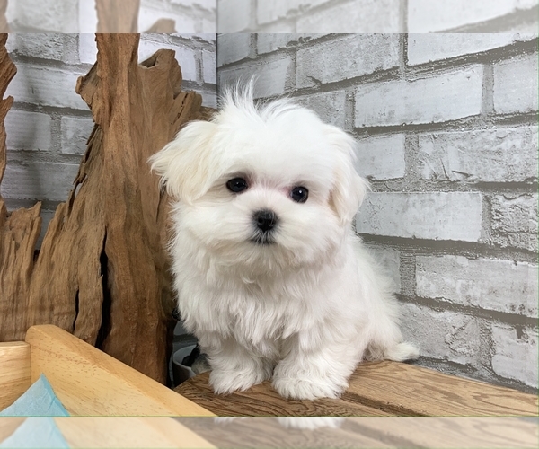 Medium Photo #2 Maltese Puppy For Sale in SAN FRANCISCO, CA, USA