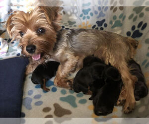 Mother of the Yorkshire Terrier puppies born on 09/20/2021