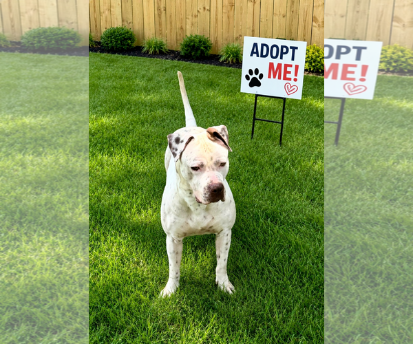 Medium Photo #1 American Pit Bull Terrier-Unknown Mix Puppy For Sale in Euless, TX, USA