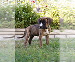Small #3 Boxer