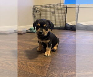 Chiweenie Dogs for adoption in Calgary, Alberta, Canada