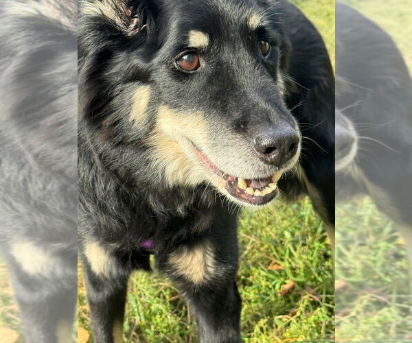 Medium Photo #3  Puppy For Sale in , 