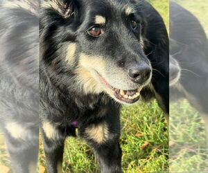 Mutt Dogs for adoption in Stanhope, NJ, USA