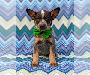 Australian Cattle Dog Puppy for sale in HOLTWOOD, PA, USA