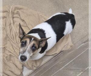 Mutt Dogs for adoption in Decatur, IL, USA